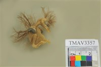 藏品(小彎嘴)的圖片